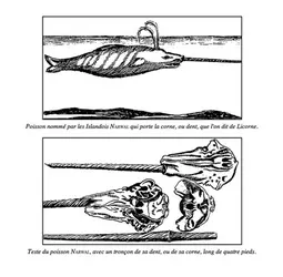 Gravures de narval - crédits : D'après Isaac de la Peyrère, Relation du Groenland, 1647