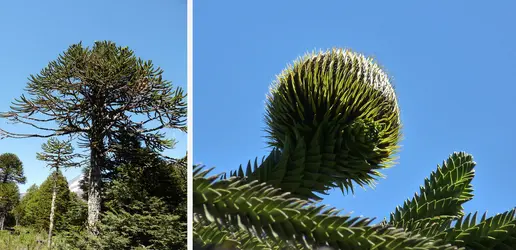 Araucaria du Chili - crédits : Hervé Sauquet