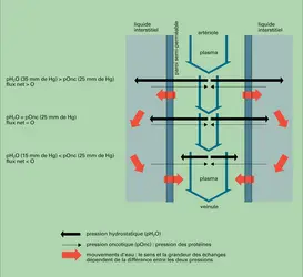 Échanges d'eau entre plasma et liquides interstitiels - crédits : Encyclopædia Universalis France