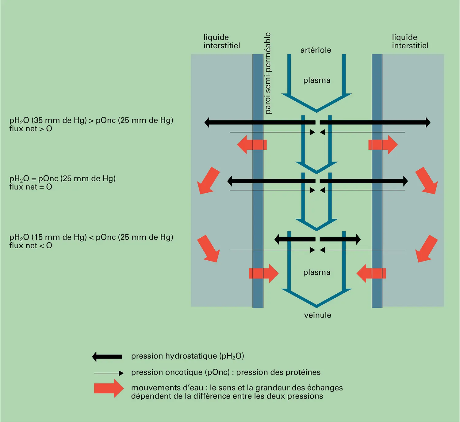 Échanges d'eau entre plasma et liquides interstitiels