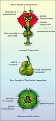 Euphorbes (pseudanthe) - crédits : Encyclopædia Universalis France