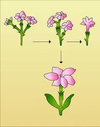 Jasmin (inflorescence et fleur) - crédits : Encyclopædia Universalis France