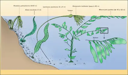 Laminariales - crédits : Encyclopædia Universalis France