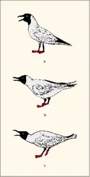 Communication visuelle chez les oiseaux - crédits : Encyclopædia Universalis France