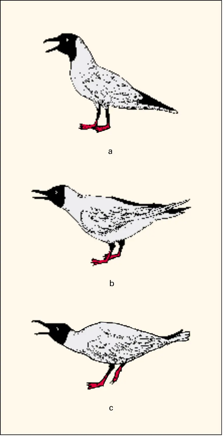 Communication visuelle chez les oiseaux