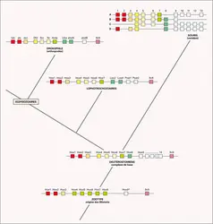 Évolution : le complexe Hox - crédits : Encyclopædia Universalis France