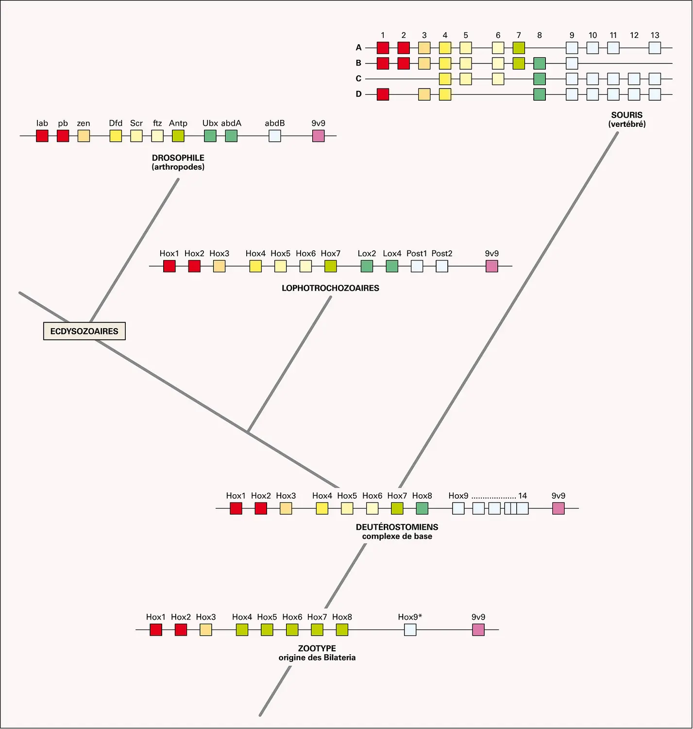 Évolution : le complexe Hox