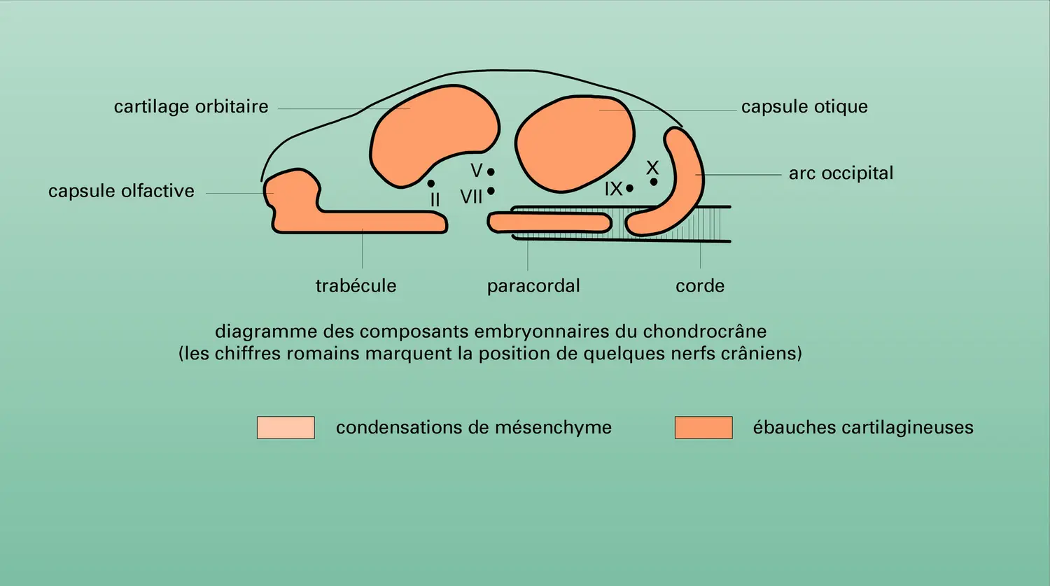 Neurocrâne de Vertébré - vue 2