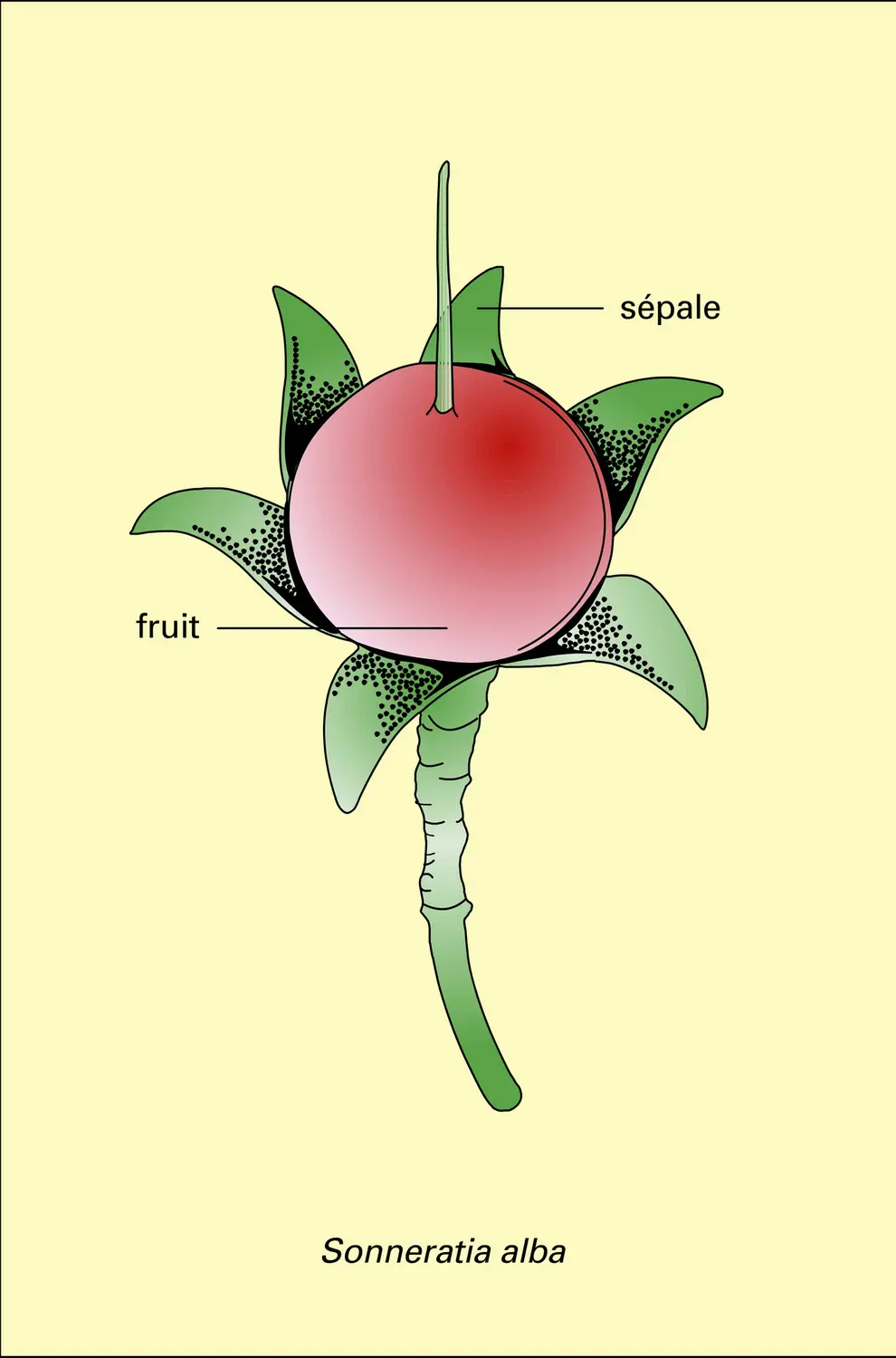 Sonneratia alba et Punica granatum - vue 1