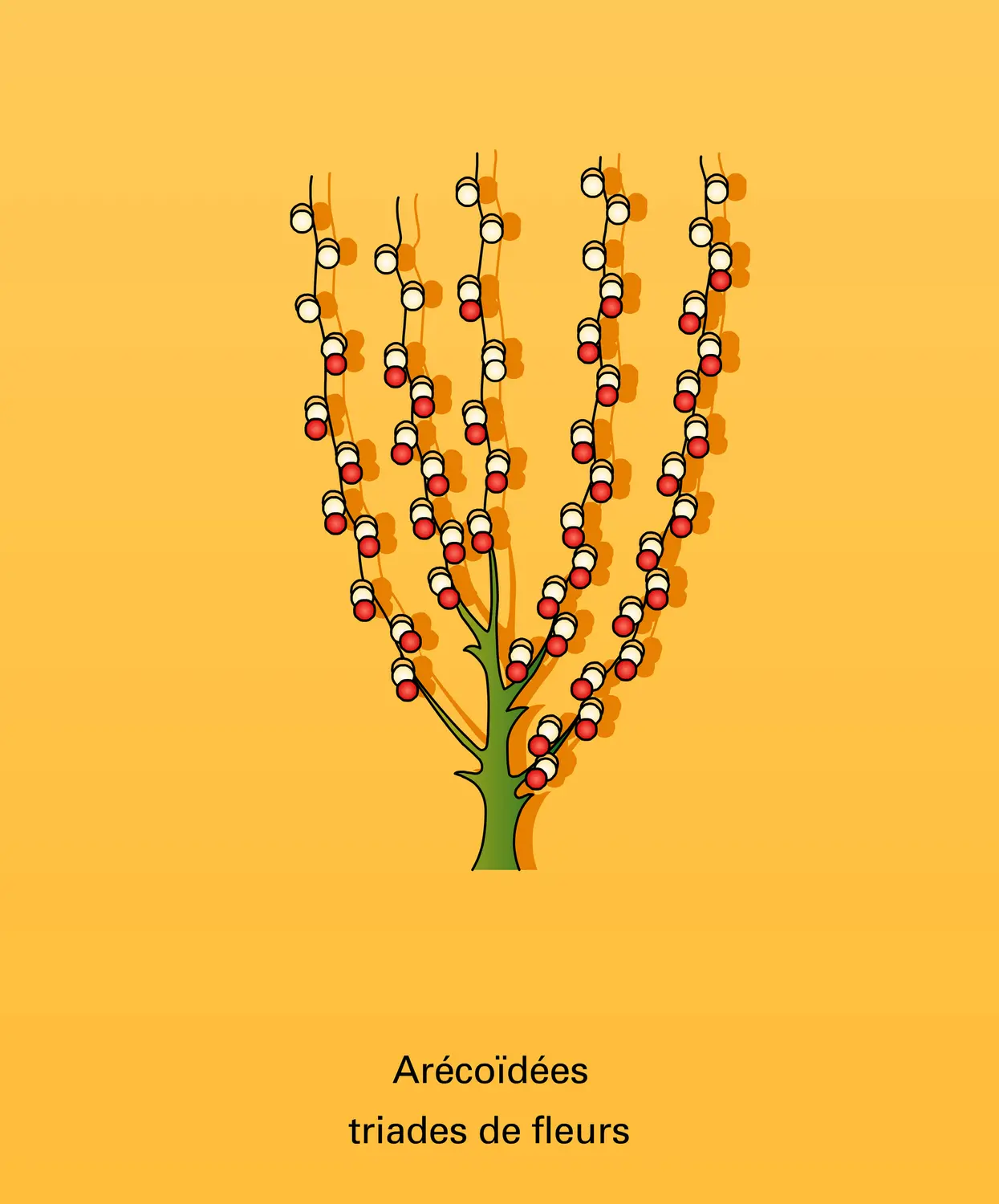 Palmales : inflorescences - vue 3