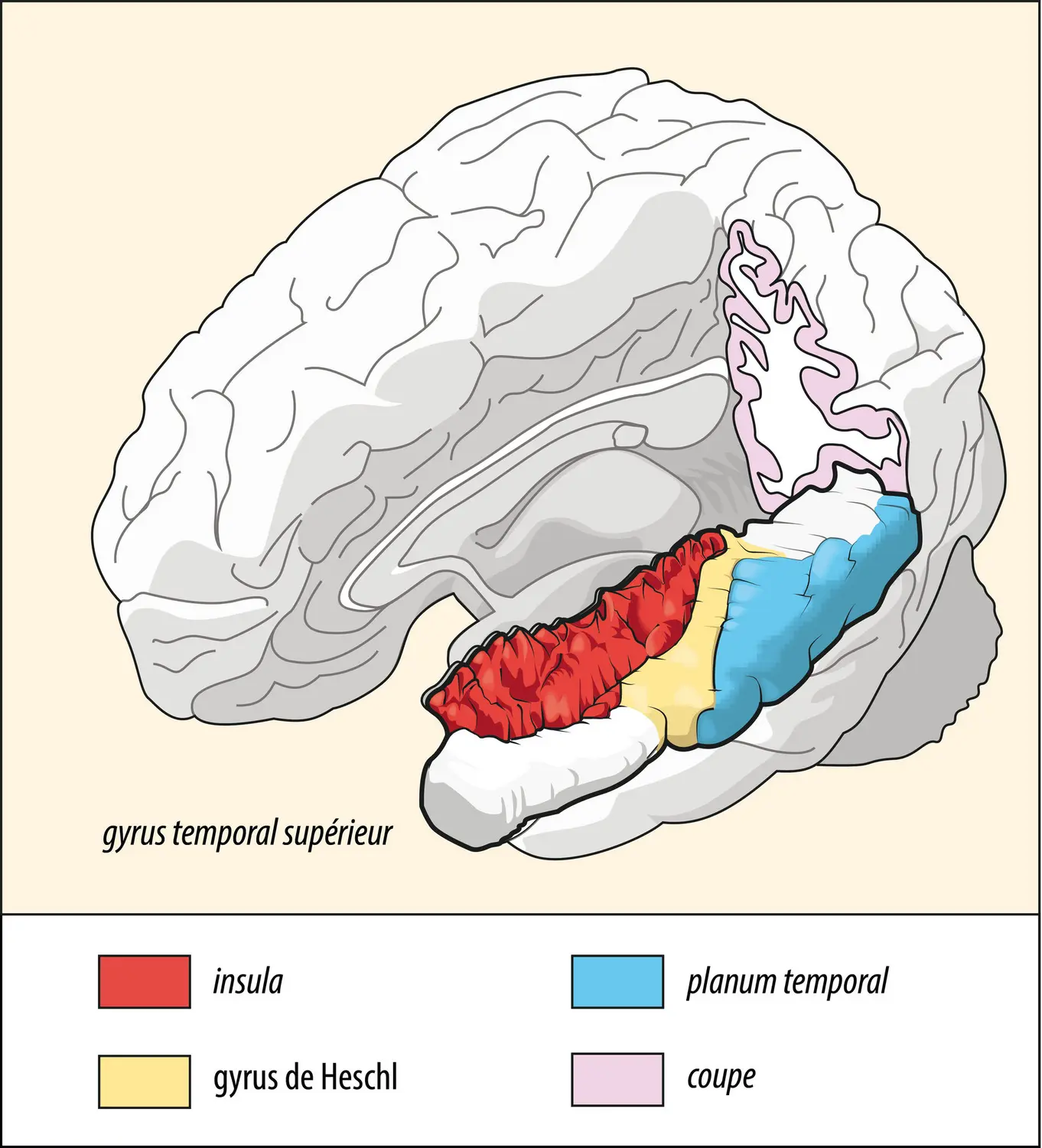 Les aires du cortex cérébral impliquées dans la perception de la parole