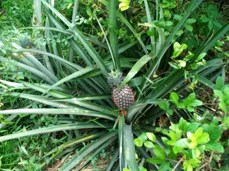 Ananas - crédits : Ilf_/ flickr ; CC BY-SA