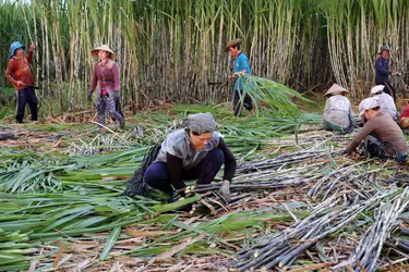 Canne à sucre - crédits : xuanhuongho / Shutterstock.com