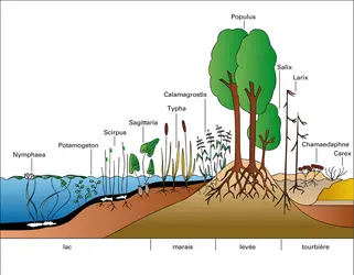 Milieu marécageux : coupe topographique - crédits : Encyclopædia Universalis France