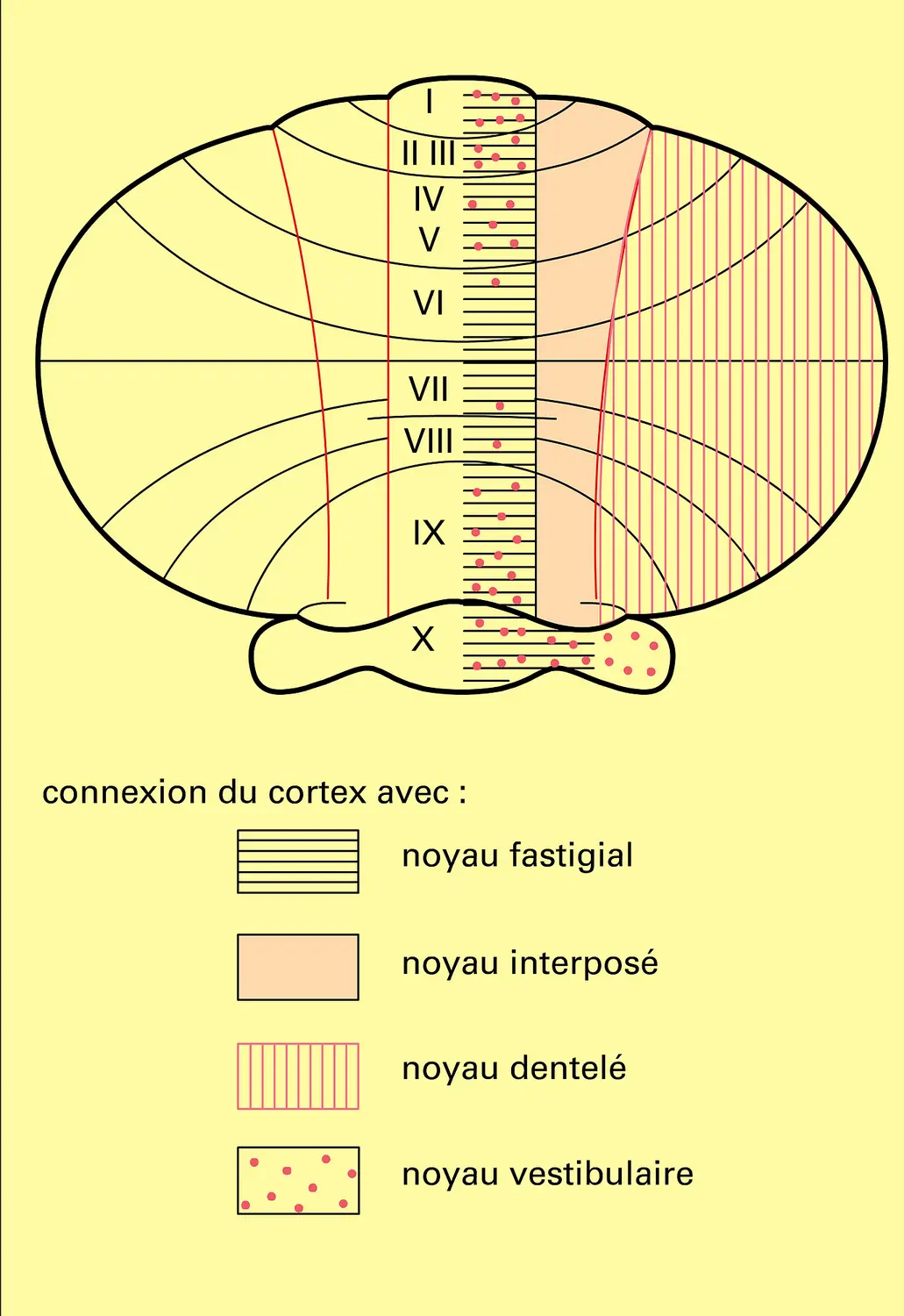 Connexions entre cortex et noyau