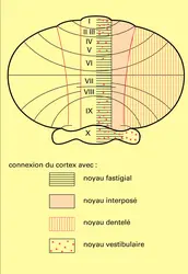 Connexions entre cortex et noyau - crédits : Encyclopædia Universalis France