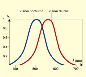 Efficacité relative de radiations monochromatiques - crédits : Encyclopædia Universalis France