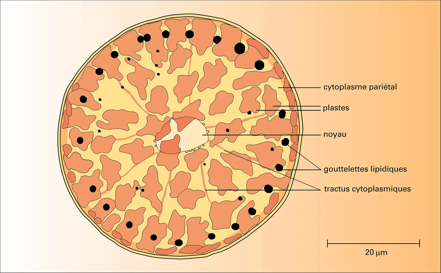 Coscinodicus alboranii