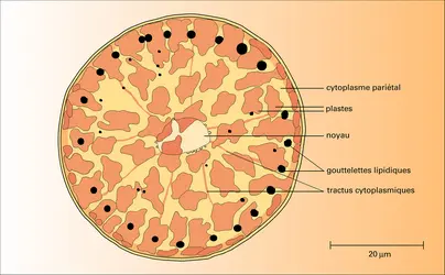 Coscinodicus alboranii - crédits : Encyclopædia Universalis France