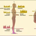 Contrôle postural - crédits : Encyclopædia Universalis France