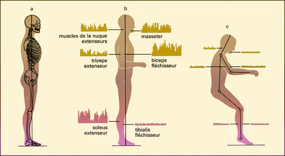 Contrôle postural