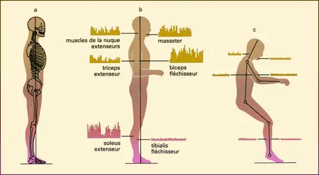 Contrôle postural - crédits : Encyclopædia Universalis France