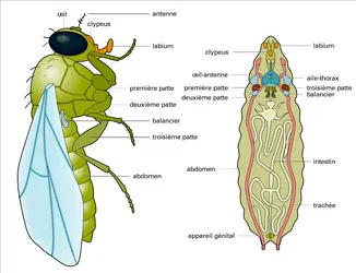 Disques imaginaux larvaires et structures adultes - crédits : Encyclopædia Universalis France