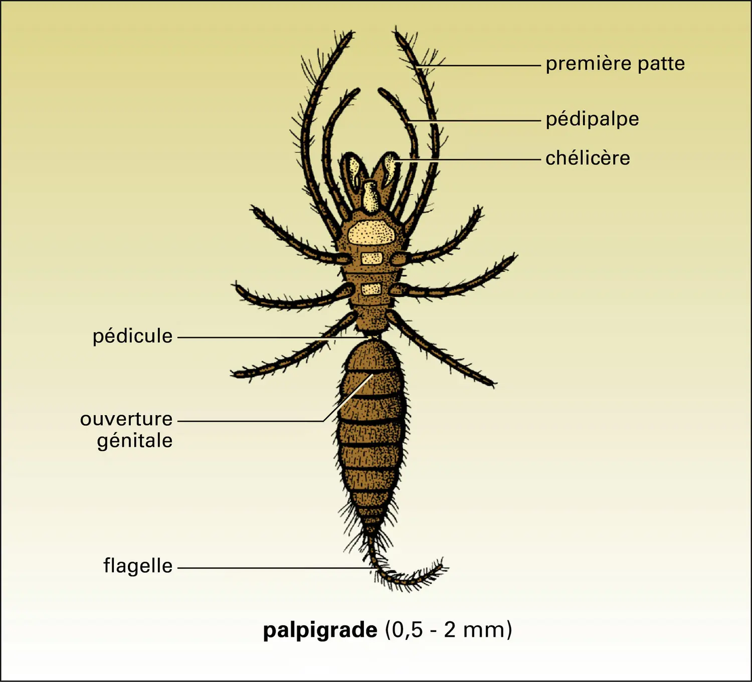 <b>Palpigrade</b>