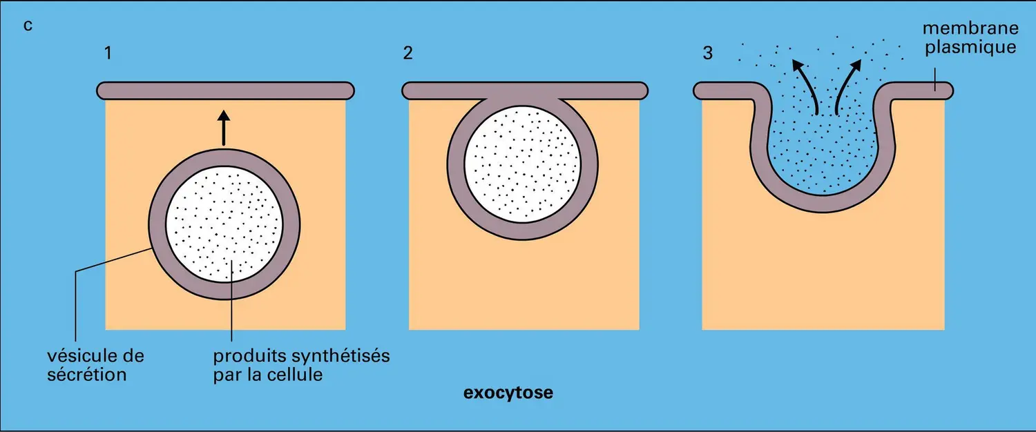 Échanges avec le milieu extracellulaire - vue 3