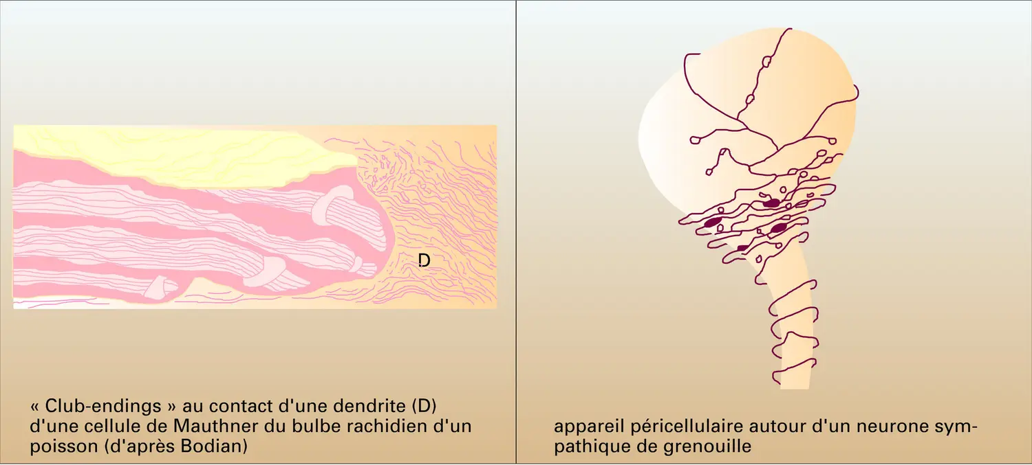 Formes - vue 3