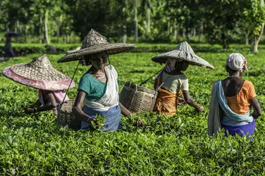 Récolte du thé
 - crédits : D. J. Rao/ Shutterstock