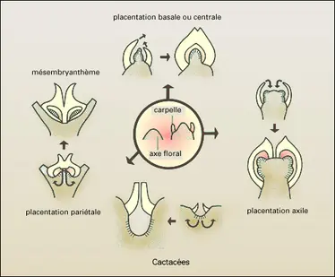 Placentation