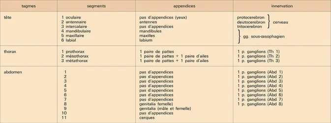 Insectes : constitution du corps - crédits : Encyclopædia Universalis France