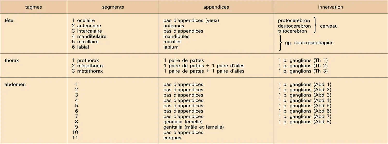 Insectes : constitution du corps