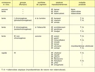 Paroi - crédits : Encyclopædia Universalis France