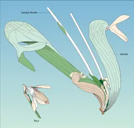 Darlingtonia californica - crédits : Encyclopædia Universalis France