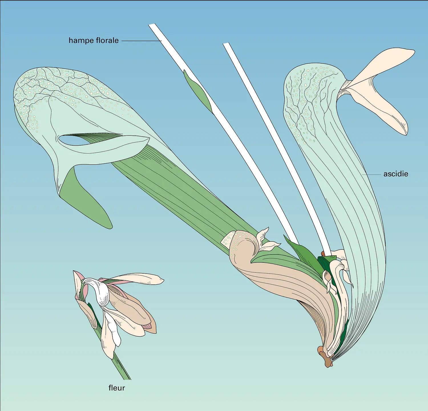 Darlingtonia californica