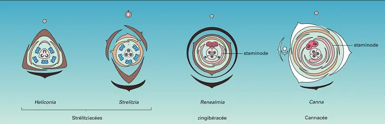 Réduction de la fertilité de l'androcée - crédits : Encyclopædia Universalis France