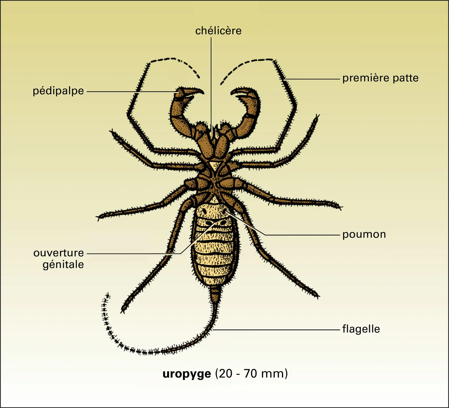 <b>Uropyge</b>