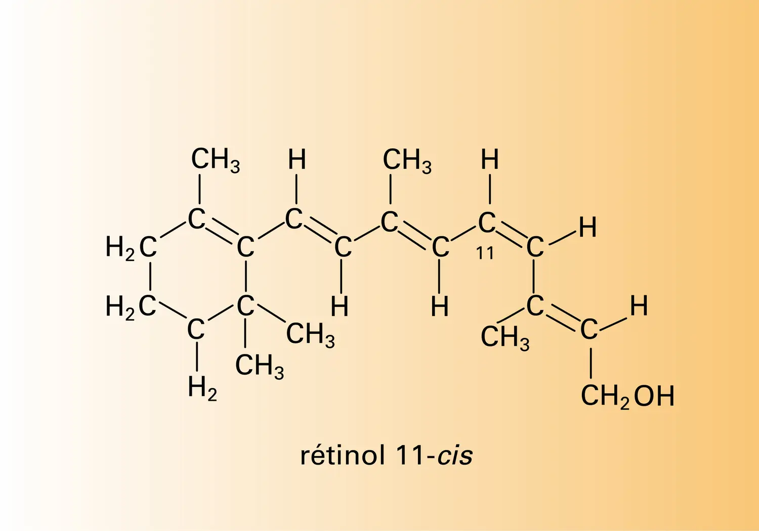 Rétinol tout trans et rétinol 11-cis - vue 2