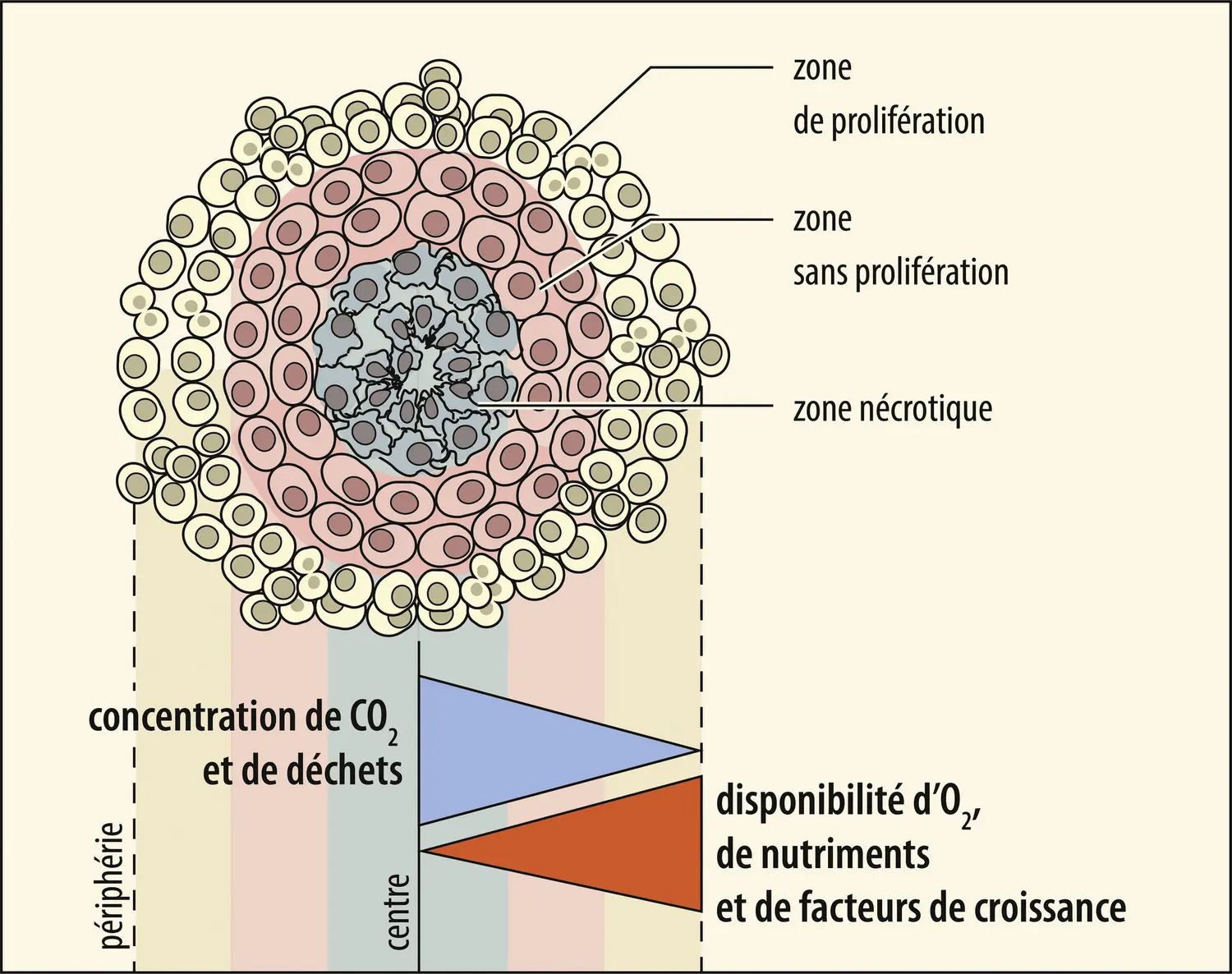 Structure d’un sphéroïde multicellulaire tumoral