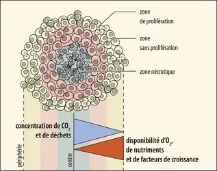 Structure d’un sphéroïde multicellulaire tumoral - crédits : Encyclopædia Universalis France
