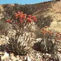 Kalahari - crédits : Clem Haager/ The National Audubon Society Collection/ Photo Researchers