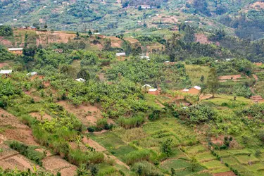 Paysage d’agriculture vivrière au Rwanda - crédits : Edwin Remsberg/ Getty Images