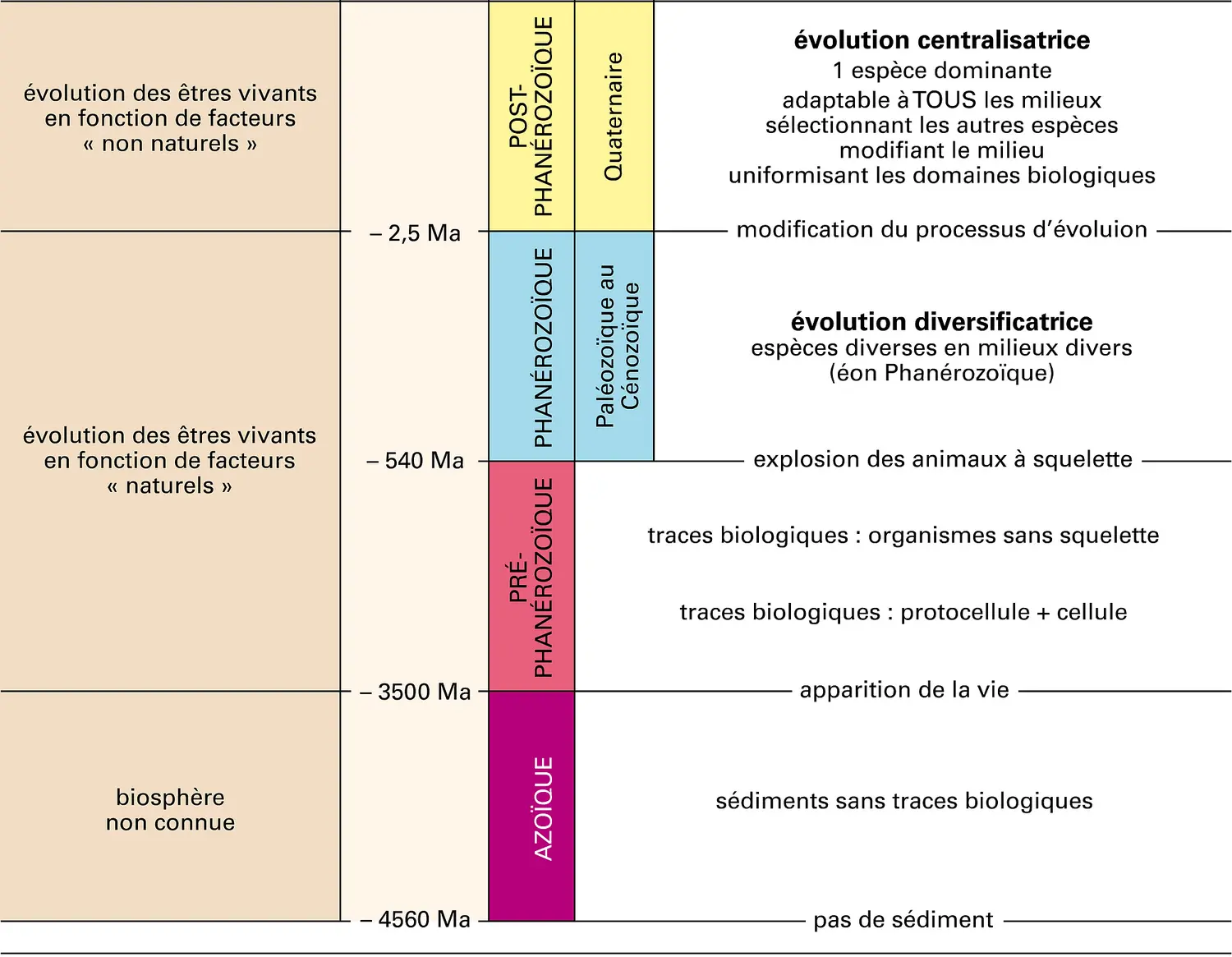 Stratigraphie : grandes coupures géologiques en fonction de l'histoire de la biosphère