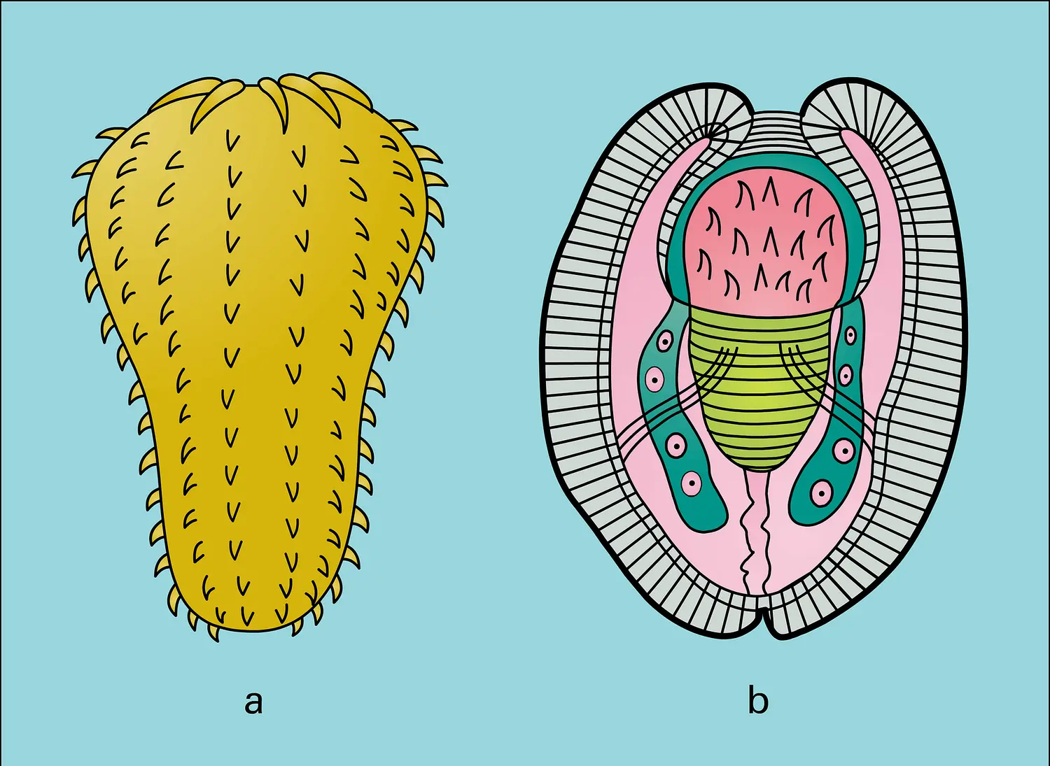 Acanthocéphale : larves