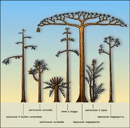 Formes arborescentes - crédits : Encyclopædia Universalis France