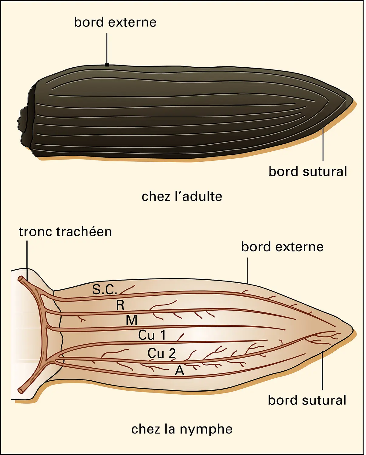 Tenebrio molitor, élytre