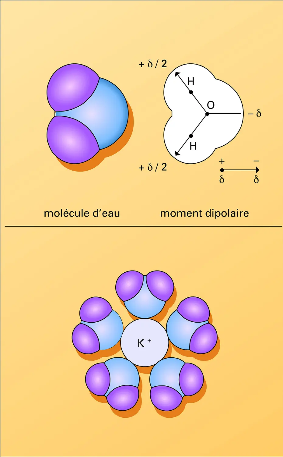Molécule d'eau