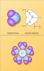 Molécule d'eau - crédits : Encyclopædia Universalis France